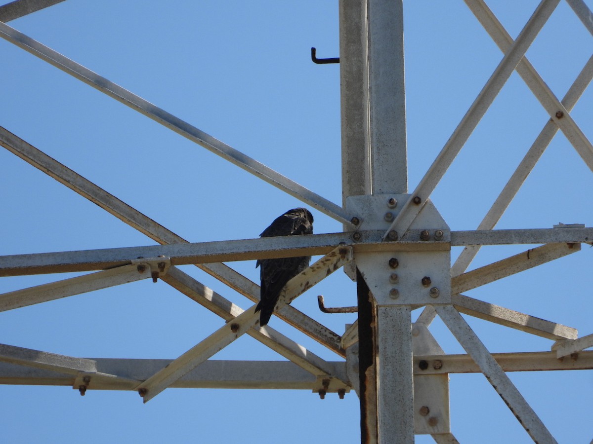 Peregrine Falcon - ML646607995