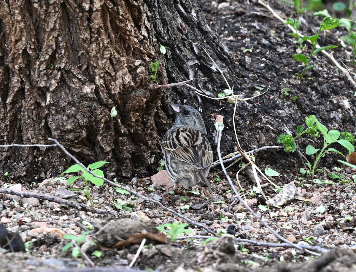 gråhodespurv - ML646607997