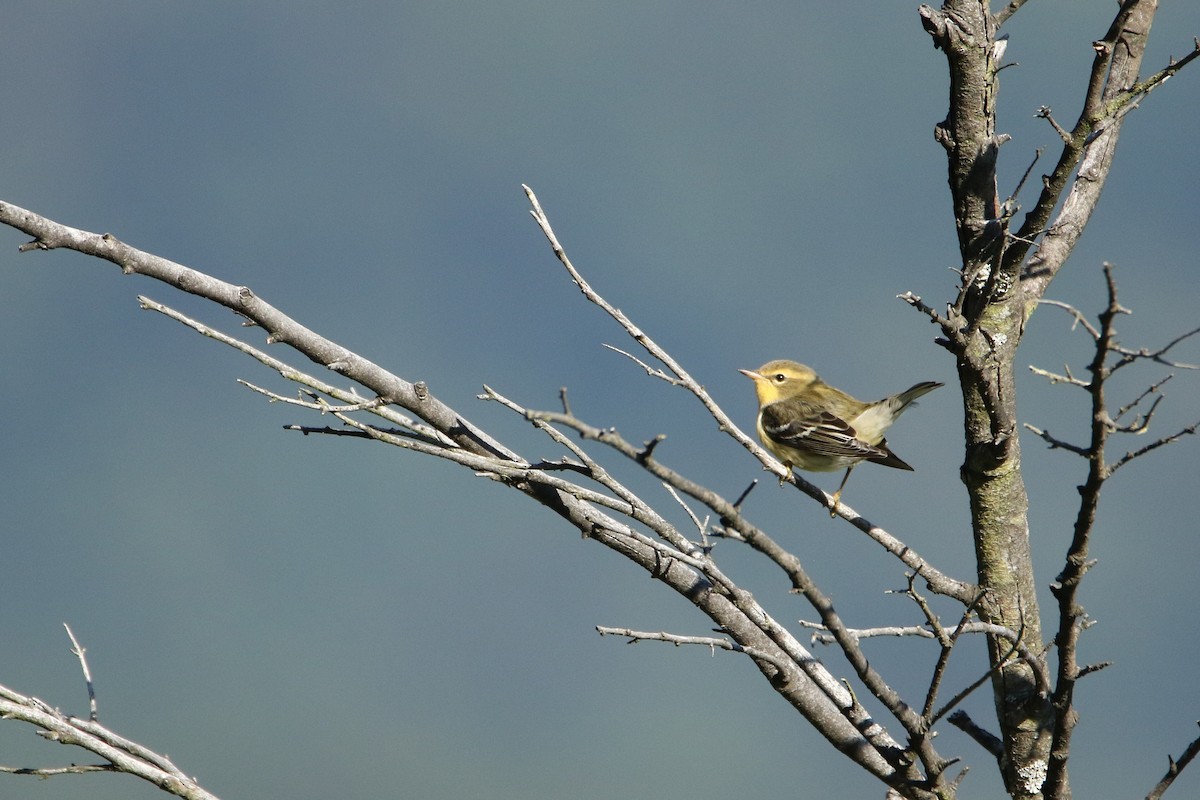 Blackburnian Warbler - ML646607998