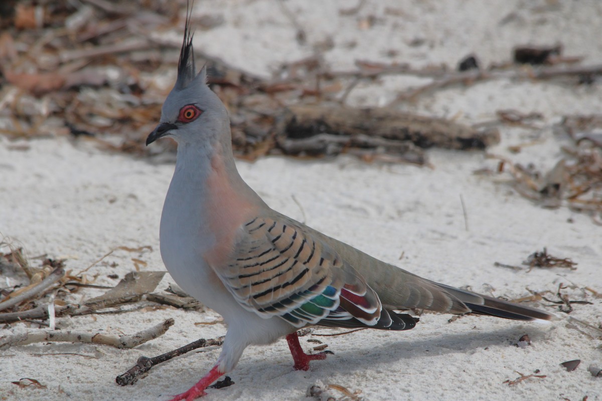 Crested Pigeon - ML646607999