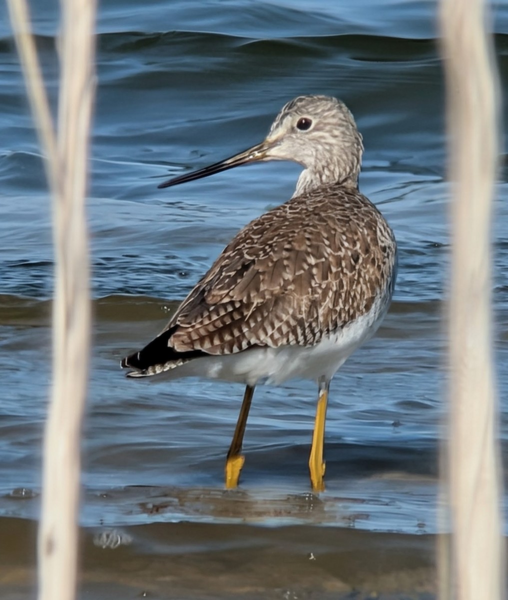 Коловодник строкатий - ML646608000