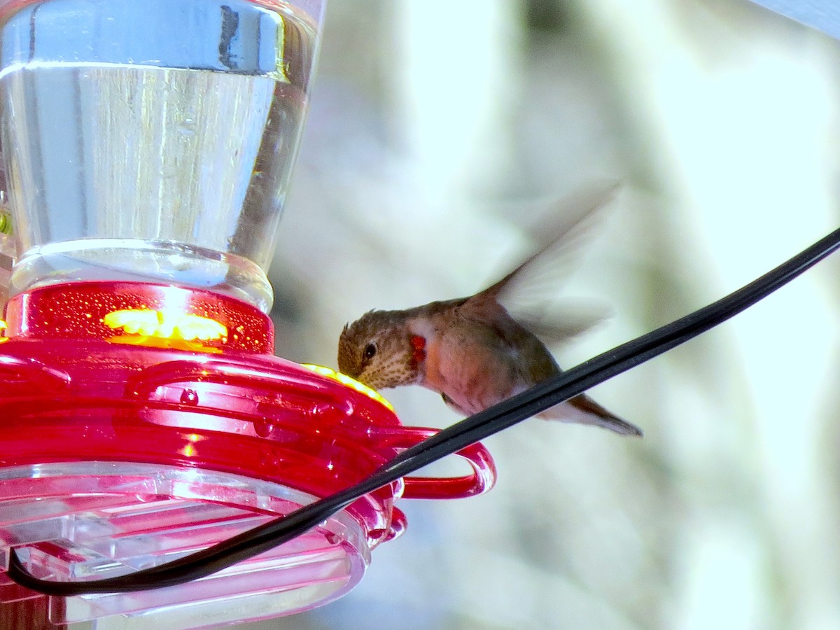 Rufous Hummingbird - ML646608001