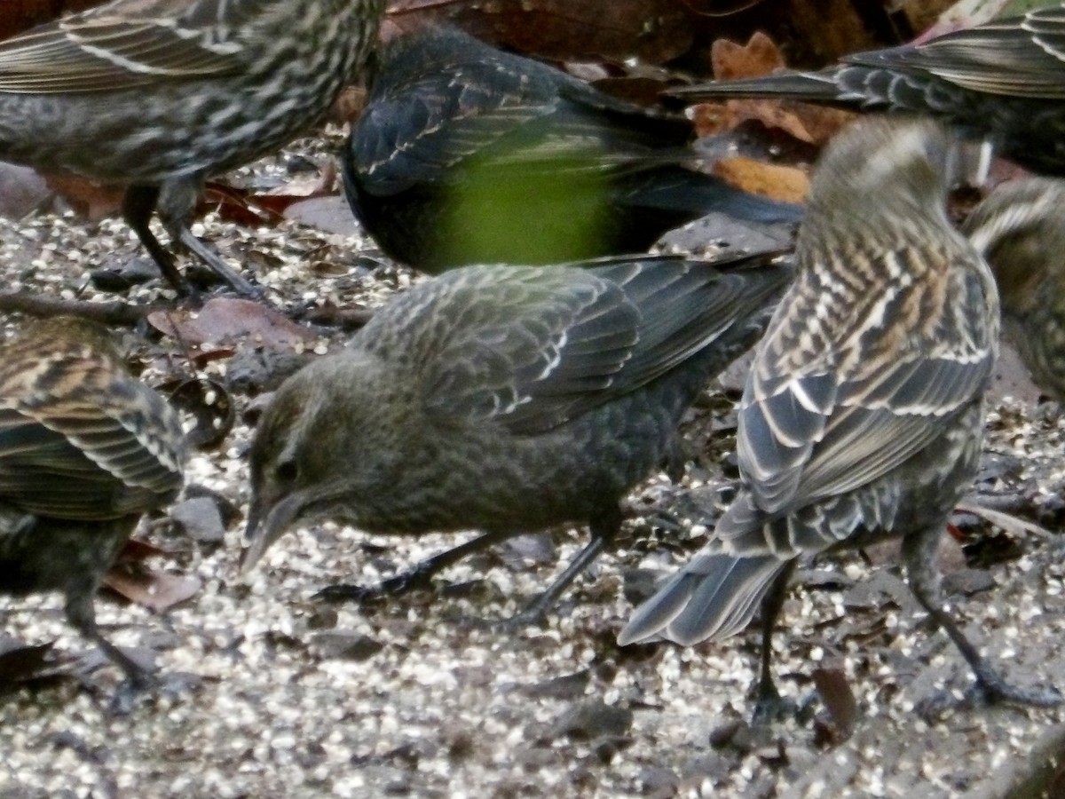 Tricolored Blackbird - ML646608002