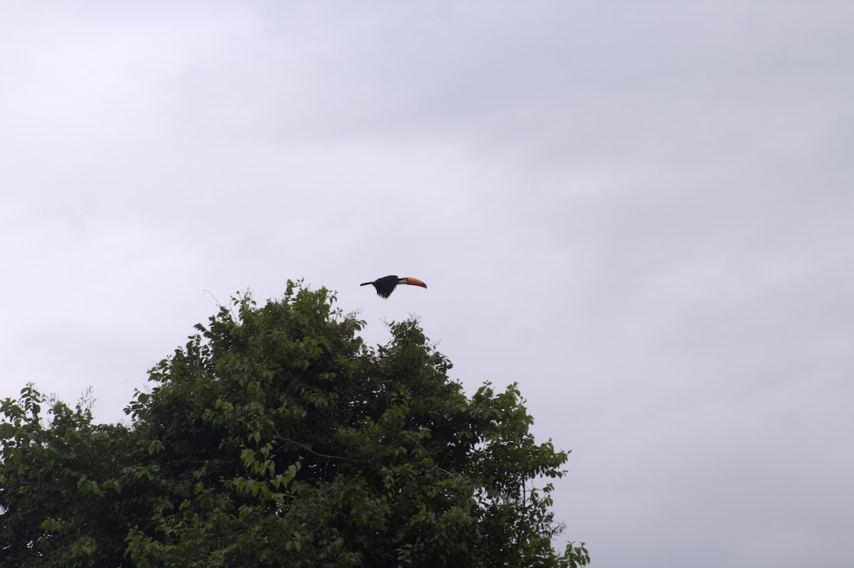 Toco Toucan - ML646608003