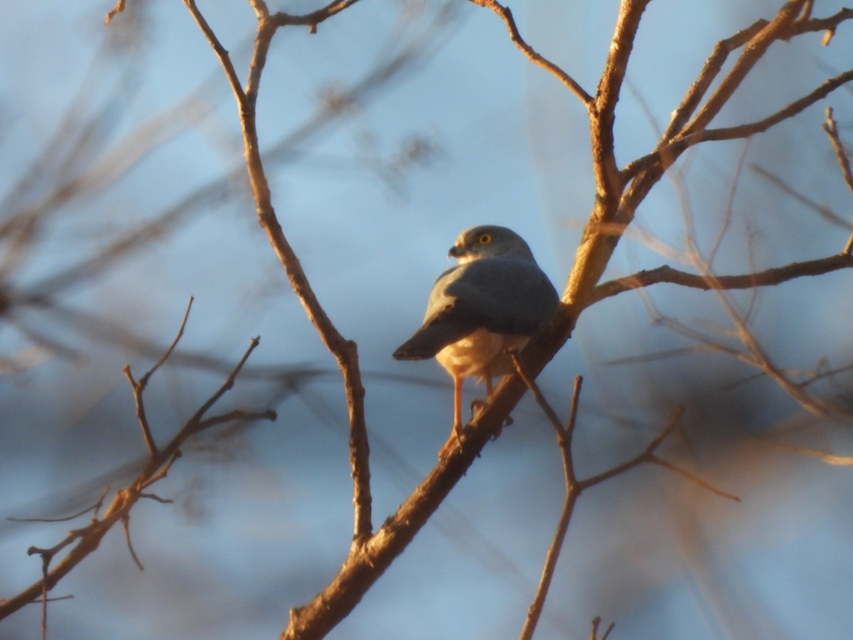 Frances's Sparrowhawk - ML646608005
