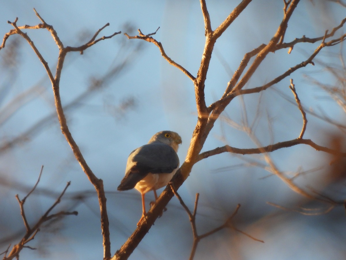 Frances's Sparrowhawk - ML646608006