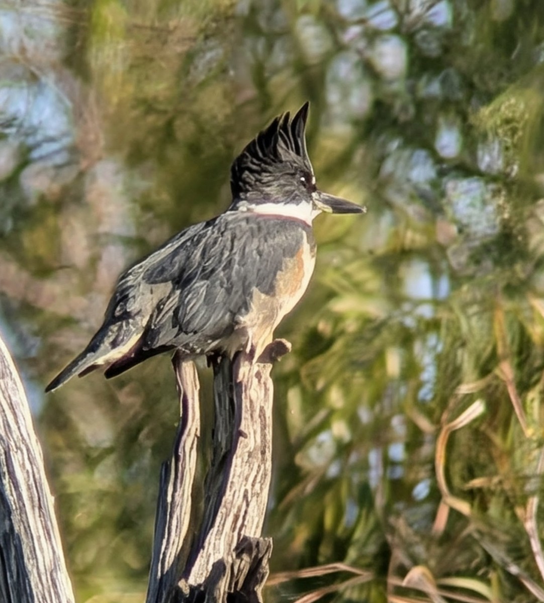 Рибалочка-чубань північний - ML646608011