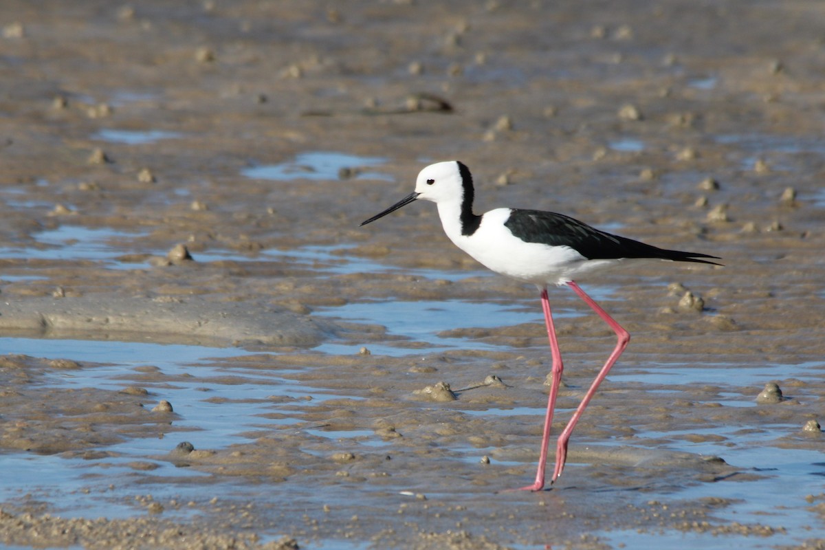 Zankaluze pintoa - ML646608012