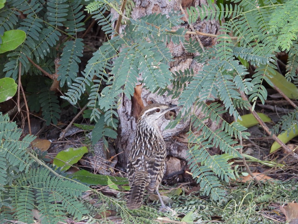 Yucatan Wren - ML646608016