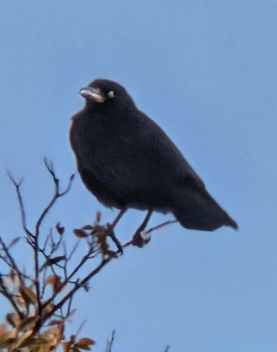 Ворона американська - ML646608021