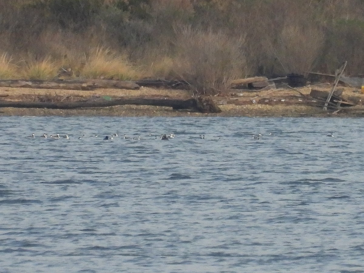 Horned Grebe - ML646608022