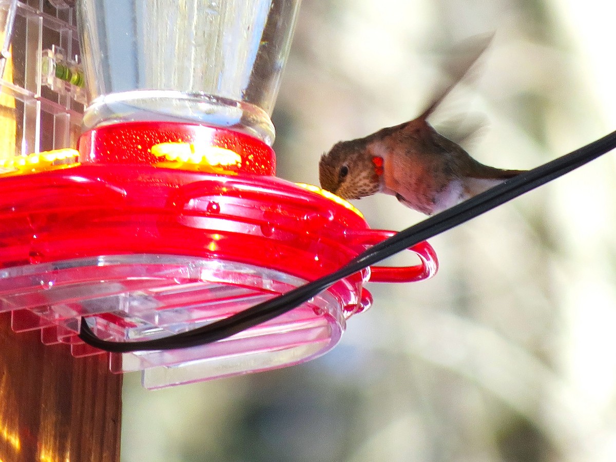 Rufous Hummingbird - ML646608023