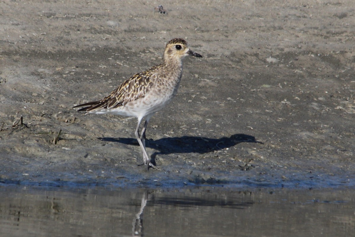 Urre-txirri siberiarra - ML646608024