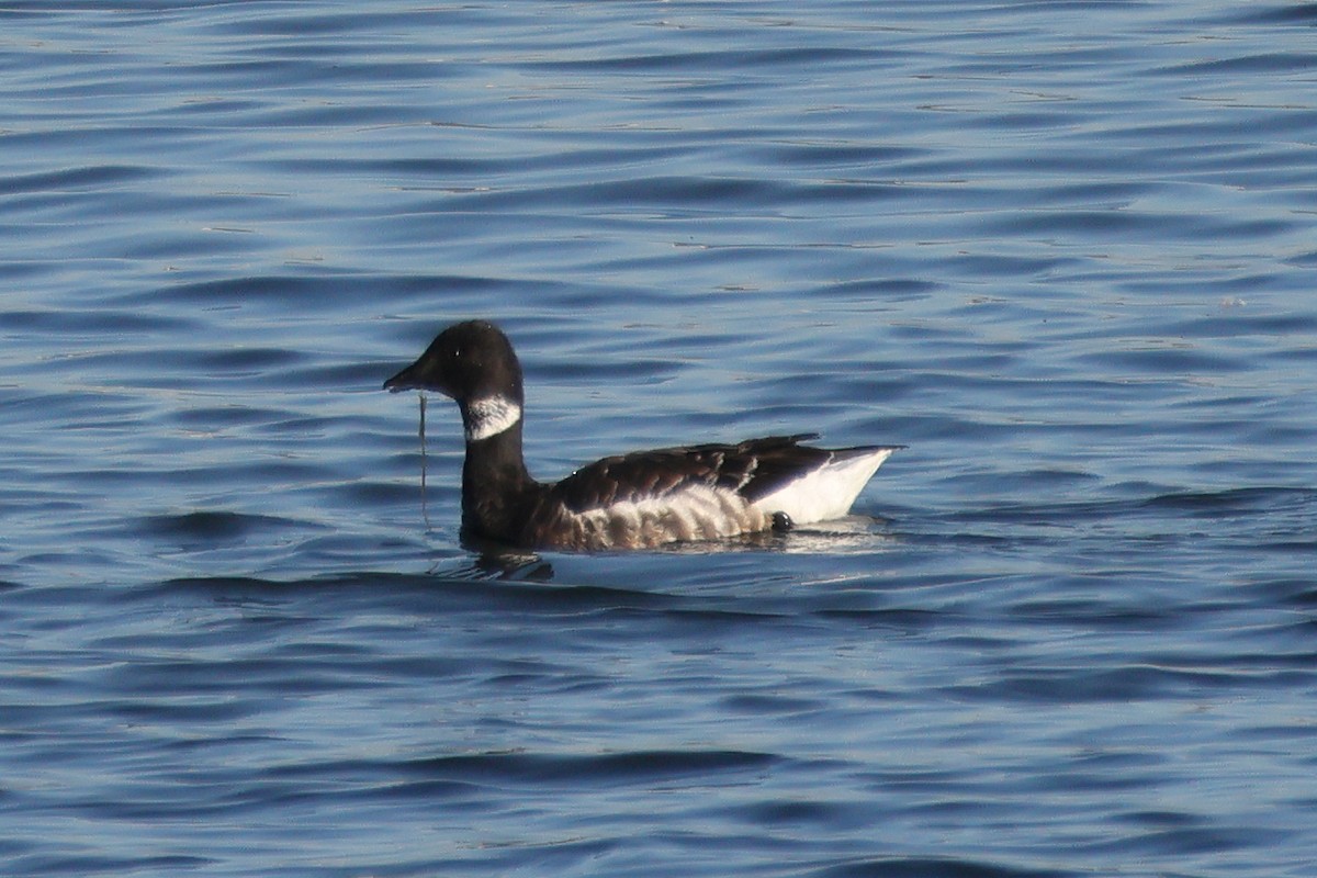 コクガン - ML646608025