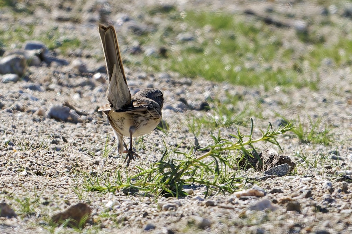 Bell's Sparrow - ML646608026