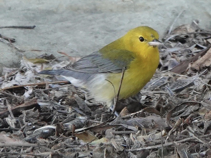 Prothonotary Warbler - ML646608027