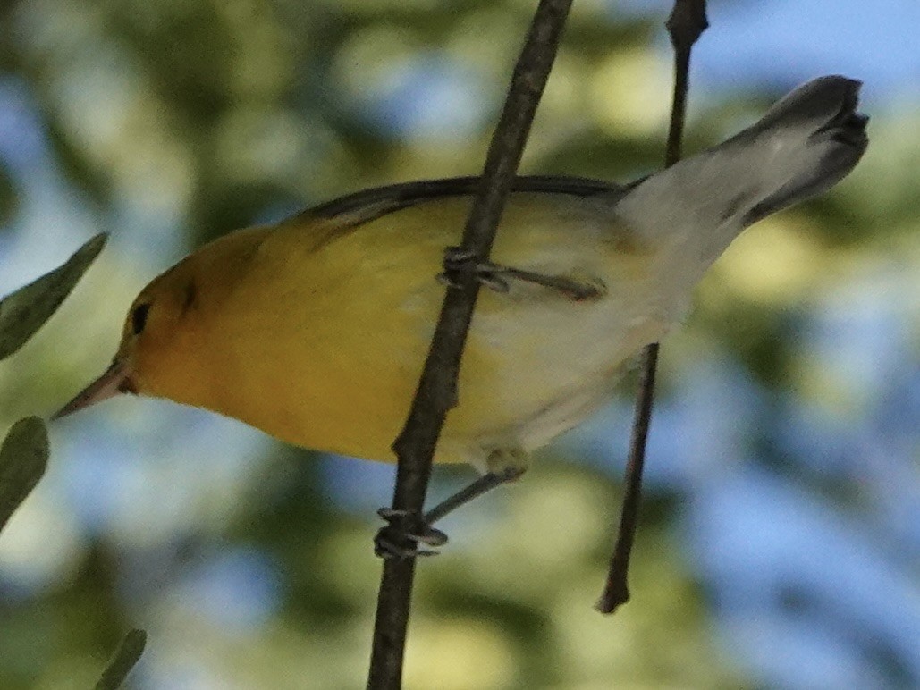 Prothonotary Warbler - ML646608028