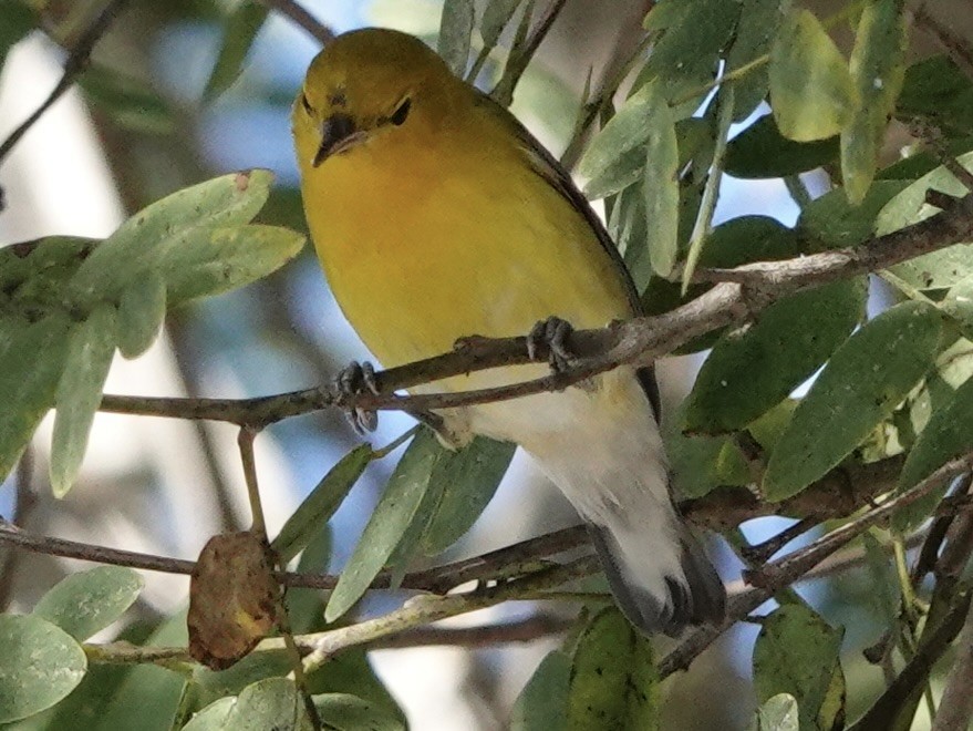 Prothonotary Warbler - ML646608029