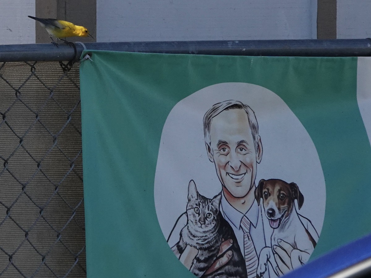 Prothonotary Warbler - ML646608030