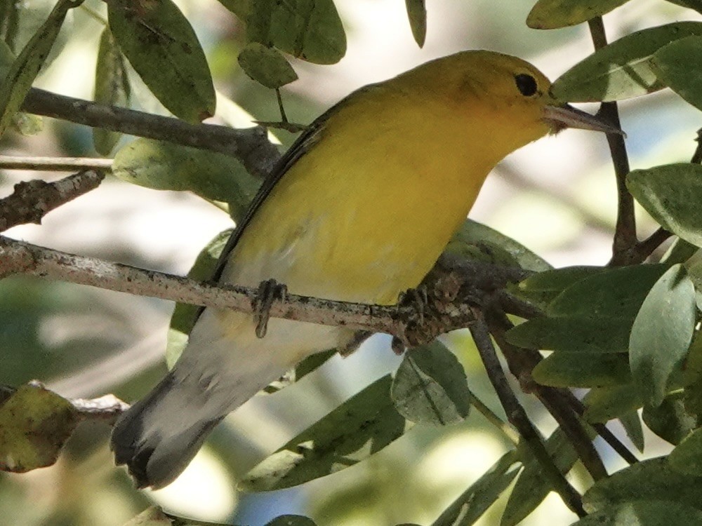 Prothonotary Warbler - ML646608031