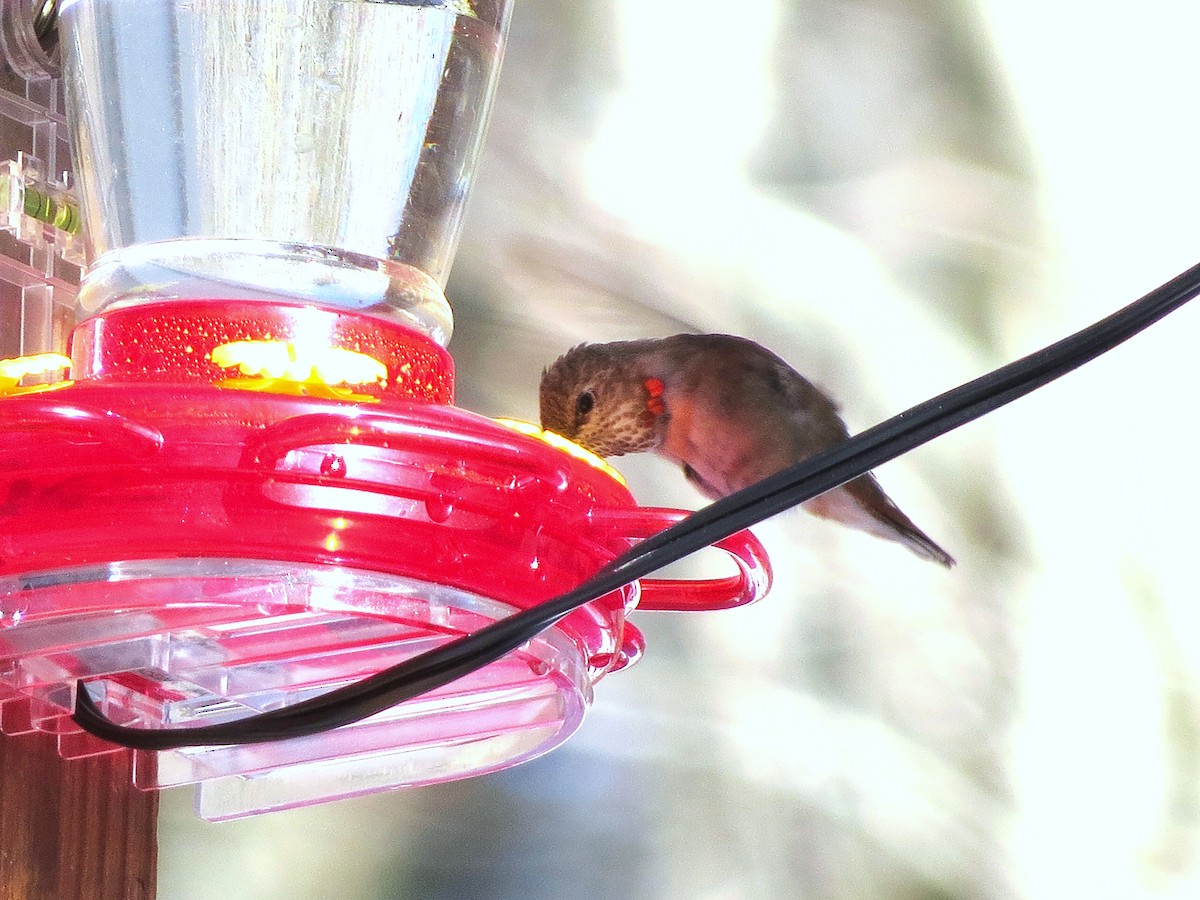 Rufous Hummingbird - ML646608032