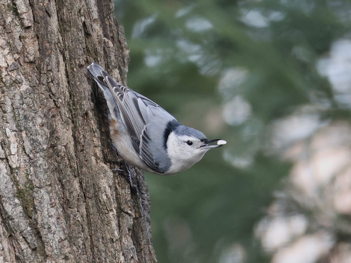 brhlík běloprsý (ssp. carolinensis) - ML646608033
