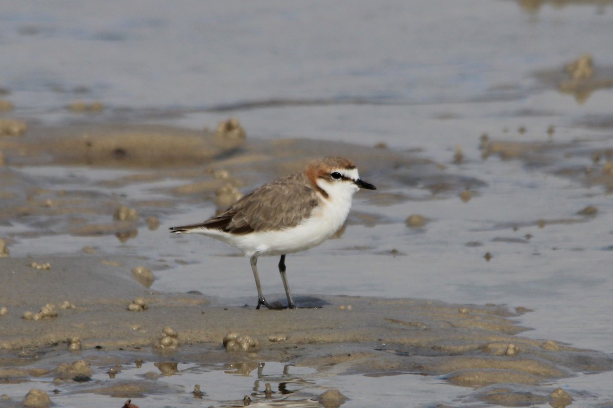 Rotkopf-Regenpfeifer - ML646608035