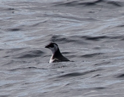 alkoun malý - ML646608036