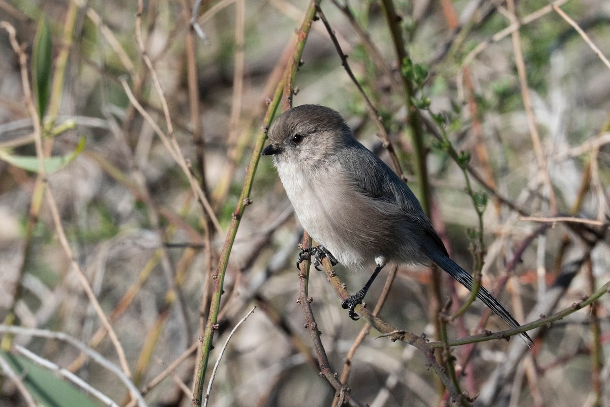 Bushtit - ML646608037