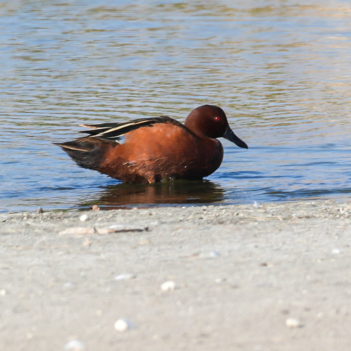 Zimtente - ML646608038