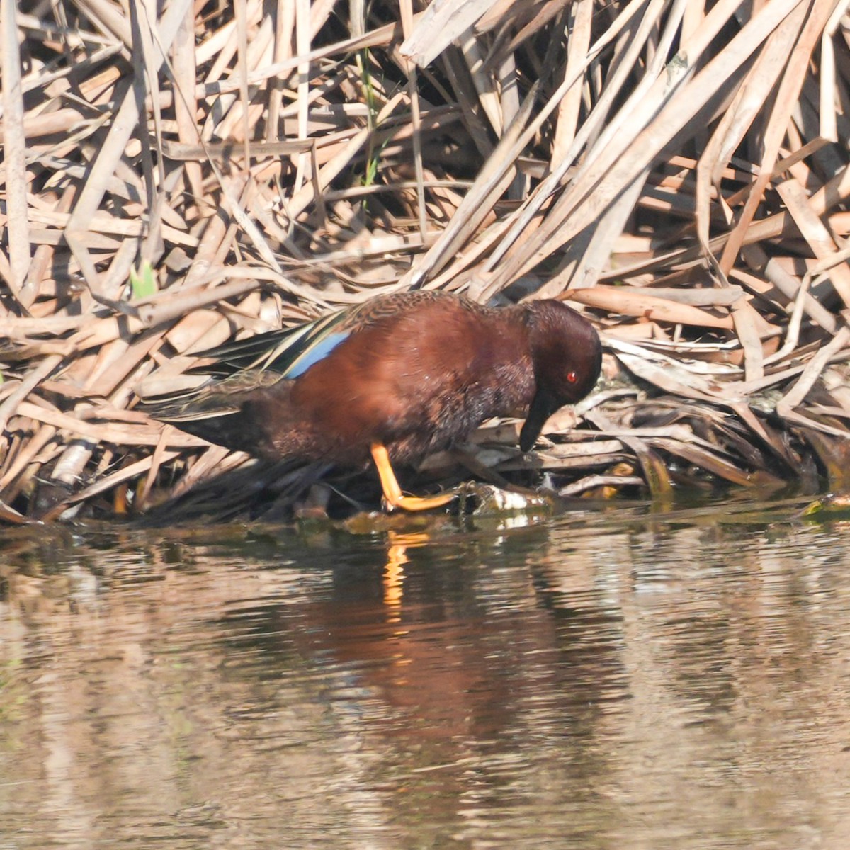 Zimtente - ML646608039