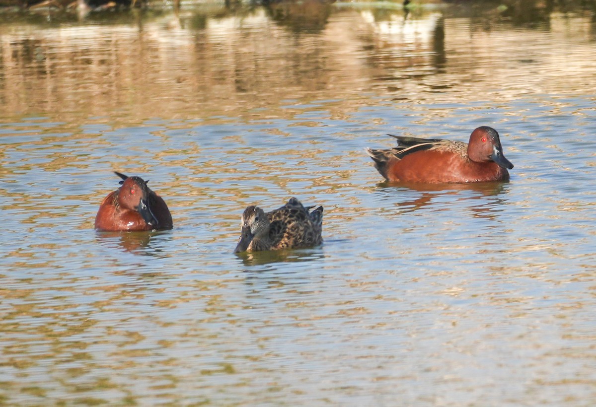 Zimtente - ML646608040