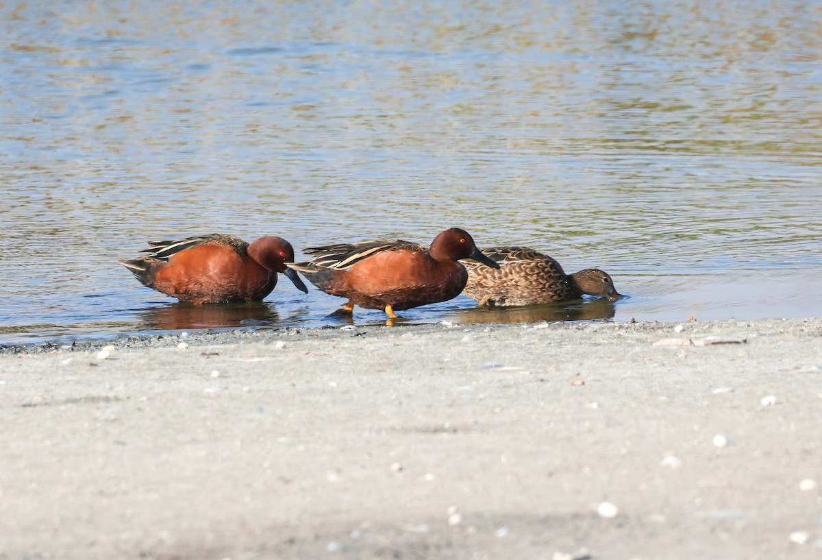 Zimtente - ML646608041