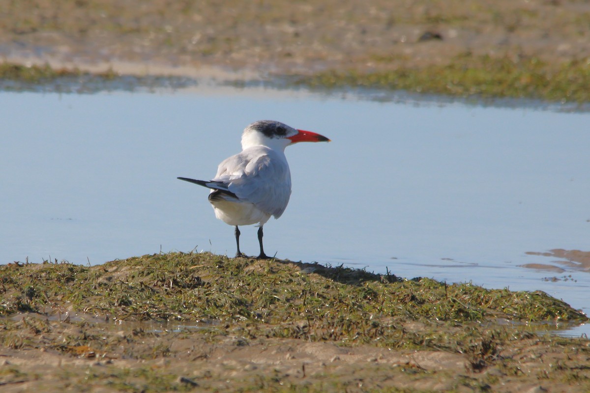 Raubseeschwalbe - ML646608042