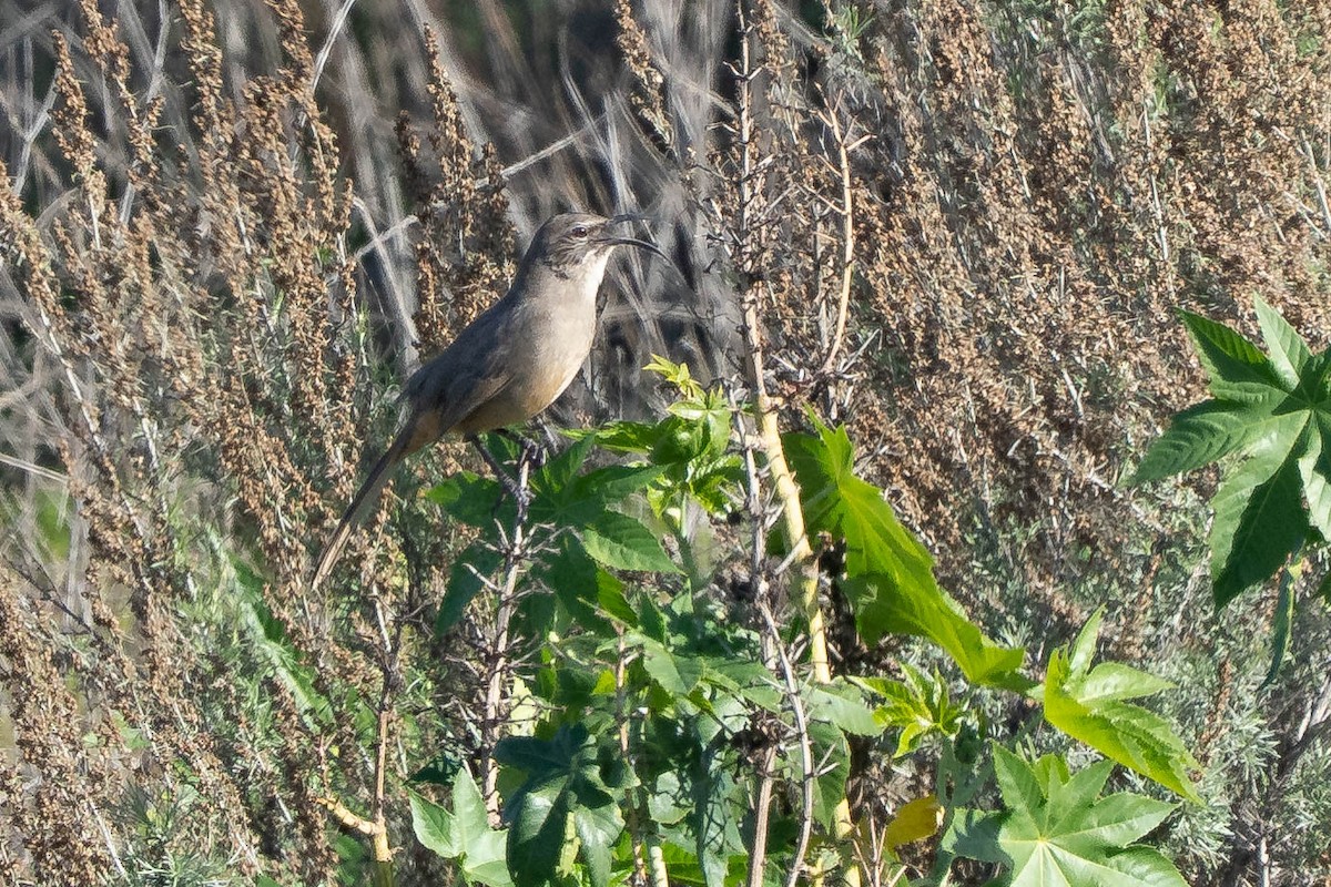 California Thrasher - ML646608043