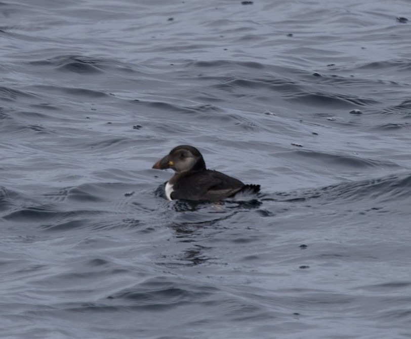 Atlantic Puffin - ML646608044