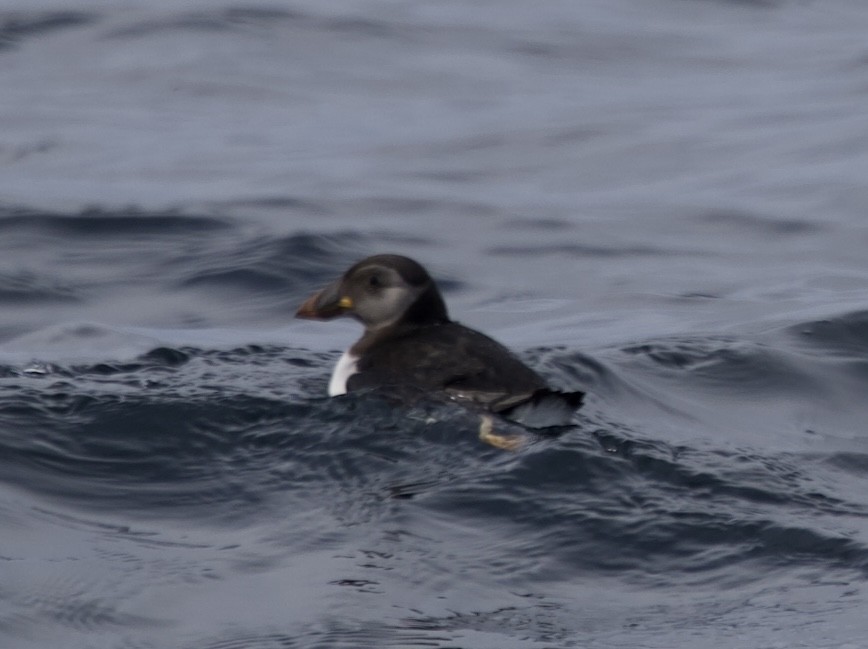 Atlantic Puffin - ML646608045