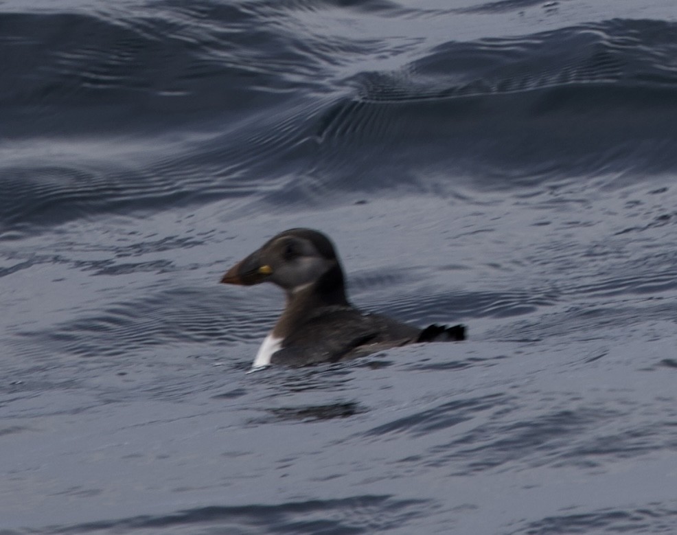 Atlantic Puffin - ML646608046