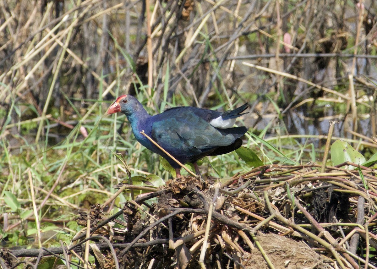 Graukopf-Purpurhuhn - ML646608048