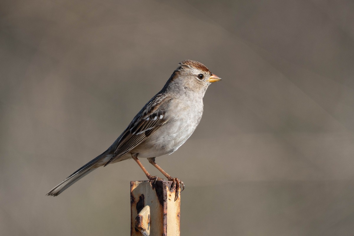 White-crowned Sparrow - ML646608049