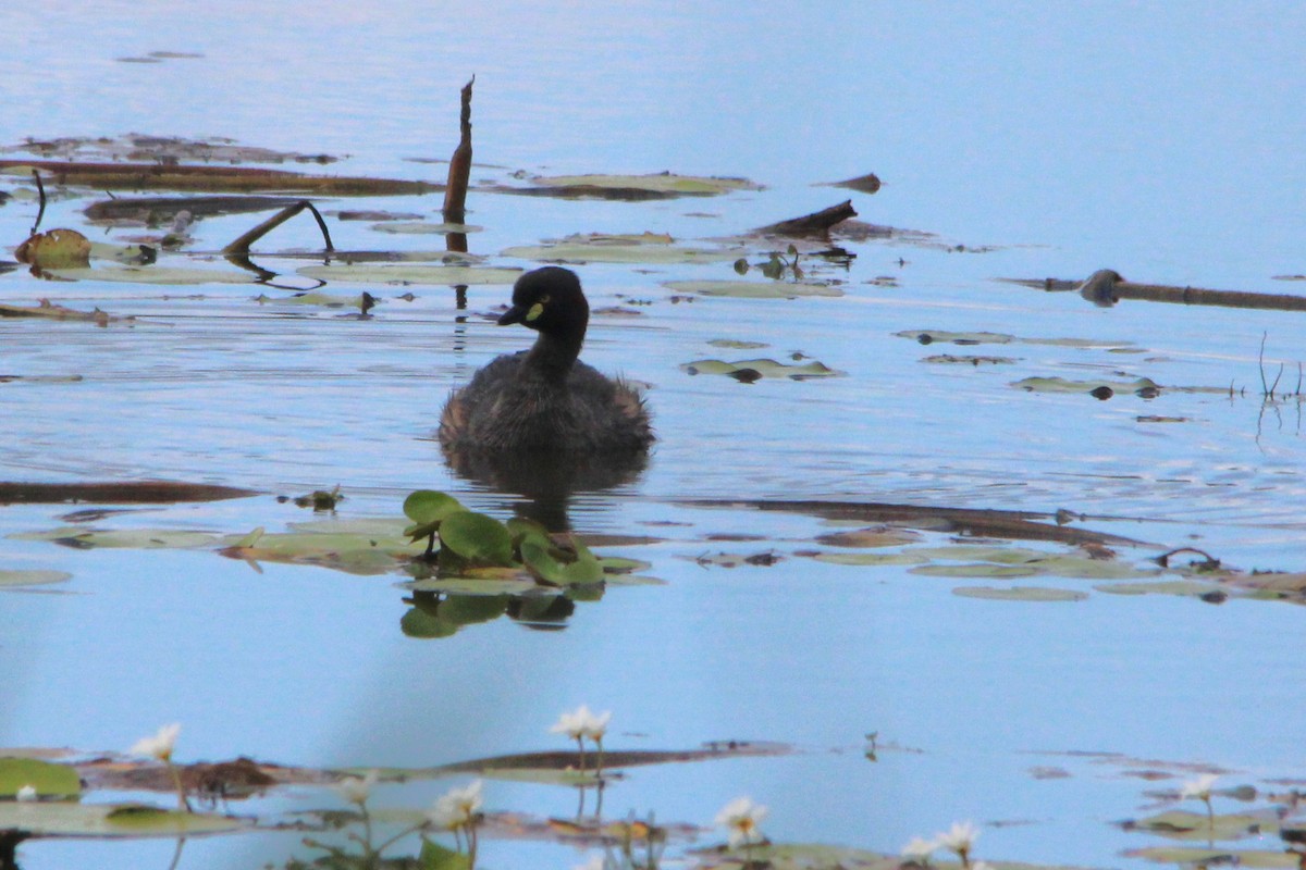 Australzwergtaucher - ML646608051