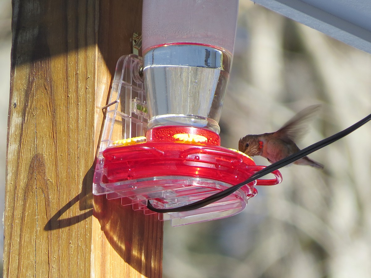 Rufous Hummingbird - ML646608052