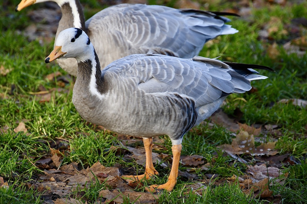 Streifengans - ML646608053