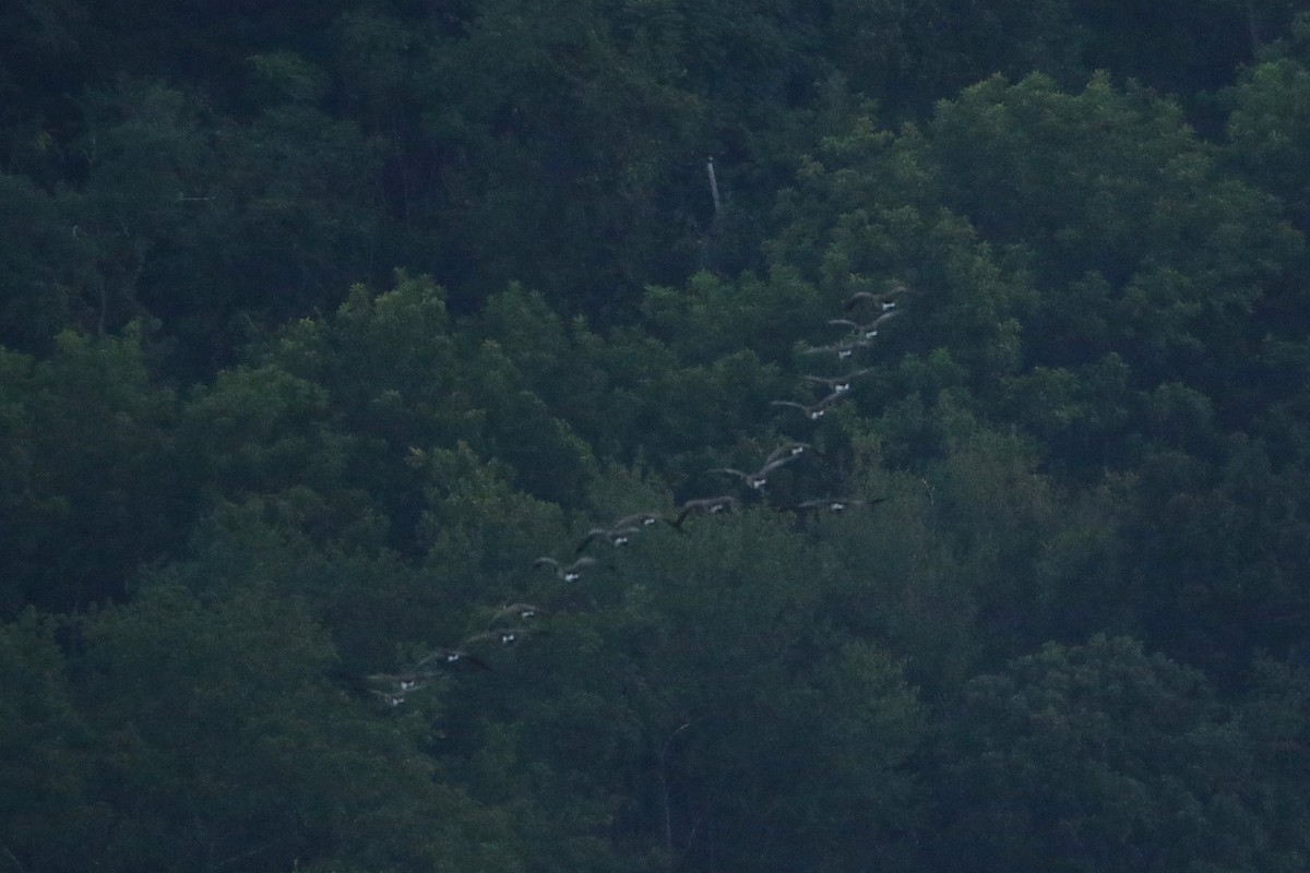 Kanadagans - ML646608054