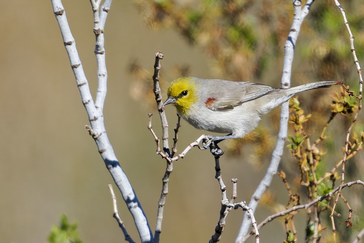 Verdin - ML646608055