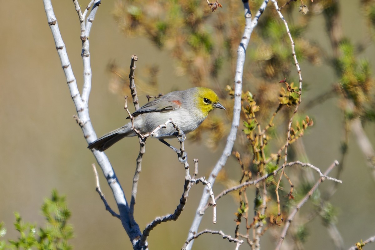 Verdin - ML646608056