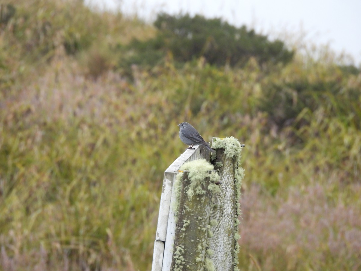 Plumbeous Sierra Finch - ML646608057