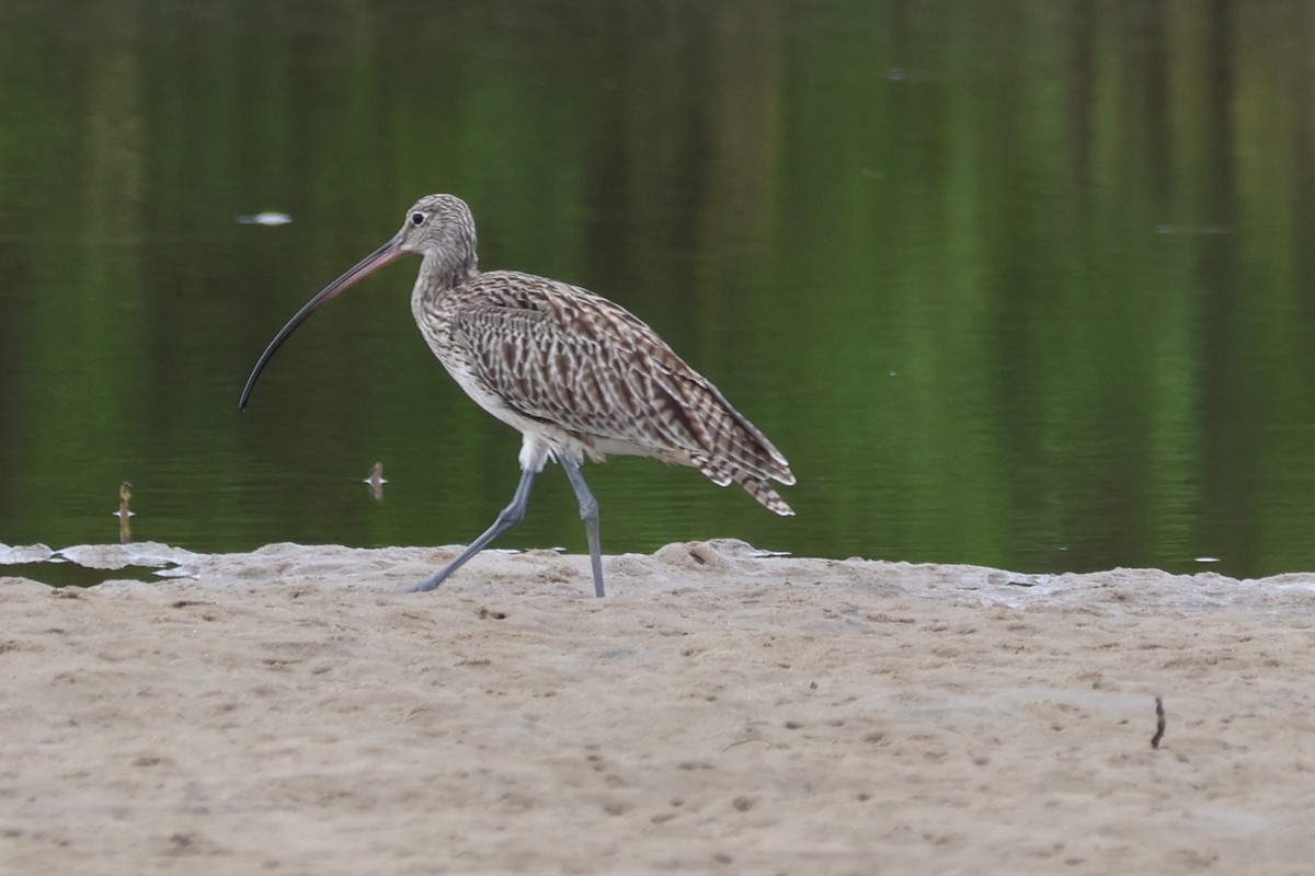 Isabellbrachvogel - ML646608058