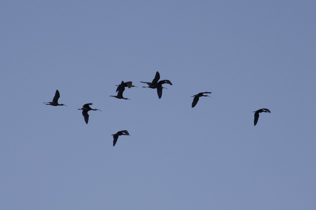 Sichler - ML646608059