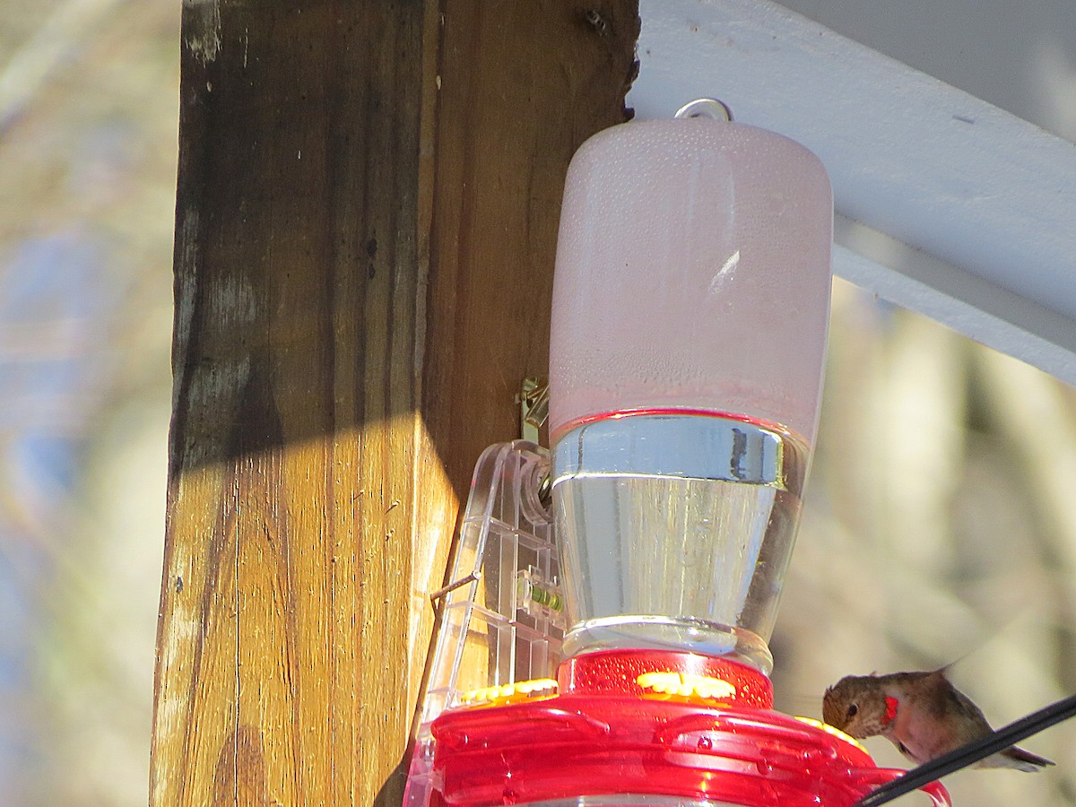 Rufous Hummingbird - ML646608060